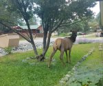 Elk like to visit